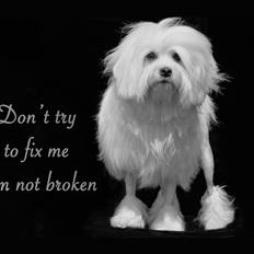 Løwchen Lions of Denmark WhiteWesper Denice *Ema*