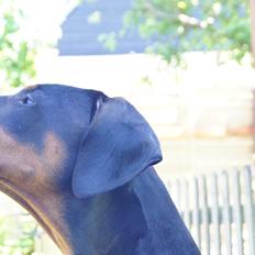 Dobermann MALKIN