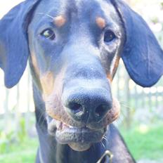 Dobermann MALKIN