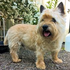 Cairn terrier Ebbe