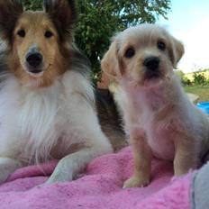 Blanding af racer Aya