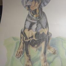 Dobermann MALKIN