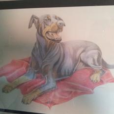 Dobermann DEBBI