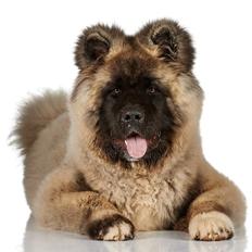 American Akita Akidan Breaking The Waves "RIKI" <3