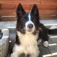 Border collie Beat