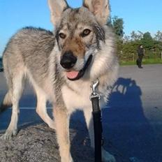 Tjekkoslovakisk ulvehund Zonta