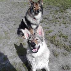 Tjekkoslovakisk ulvehund Zonta