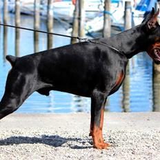 Dobermann LTJCH PLJW14 BALJW14 ROCH Tahi-Reme Jedi