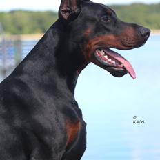 Dobermann LTJCH PLJW14 BALJW14 ROCH Tahi-Reme Jedi