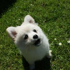 Blanding af racer Pepe