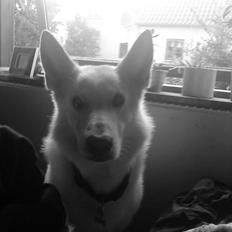 Hvid schæfer buller