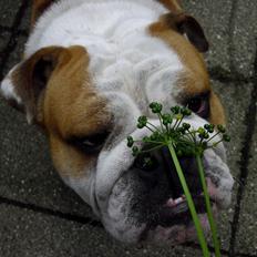 Engelsk bulldog Watson - Kampvognen