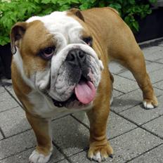 Engelsk bulldog Watson - Kampvognen
