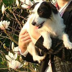 Blanding af racer Vaks *HIMMELHUND* <3