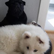 Mops Topper