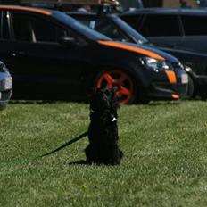 Blanding af racer Kasey