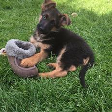 Schæferhund Kala-R.I.P