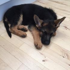 Schæferhund Kala-R.I.P