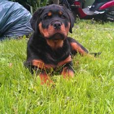 Rottweiler Basse (Uri)