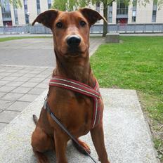 Tysk pinscher Tessa