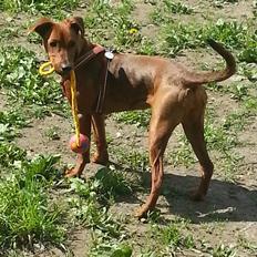 Tysk pinscher Tessa