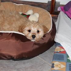 Blanding af racer Meisje (cavapoo)