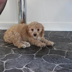 Blanding af racer Meisje (cavapoo)
