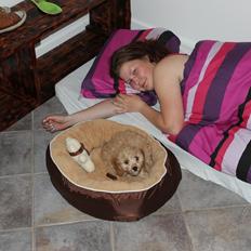 Blanding af racer Meisje (cavapoo)
