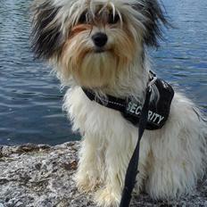 Løwchen Wild Orchid ( Dusty) tidl. hund