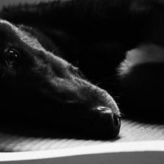 Greyhound Wild Moto - Vito 