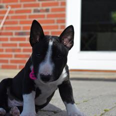 Bullterrier miniature Juno