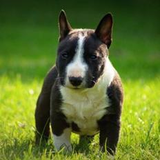 Bullterrier miniature Juno