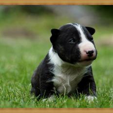 Bullterrier miniature Juno