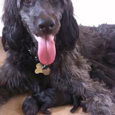 Blanding af racer Sandy Hawaii (F1 Sproodle)