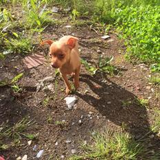 Prazsky krysarik Mimmi