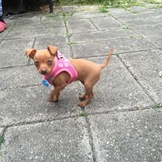 Prazsky krysarik Mimmi