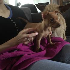 Prazsky krysarik Mimmi