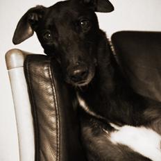 Greyhound Wild Moto - Vito 