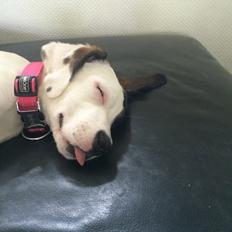 Blanding af racer mille