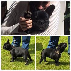 Fransk bulldog Geluna Von Hempel Viking Saga