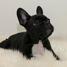 Fransk bulldog Geluna Von Hempel Viking Saga