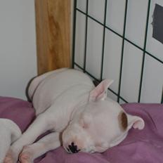 Staffordshire bull terrier BIRK