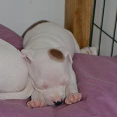 Staffordshire bull terrier BIRK