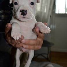 Staffordshire bull terrier BIRK