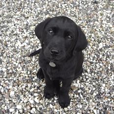 Labrador retriever Bjørn