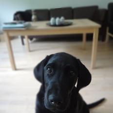 Labrador retriever Bjørn