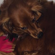 Gravhund Molly (Molly-Mathilde)