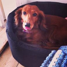 Gravhund Molly (Molly-Mathilde)