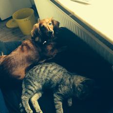 Gravhund Molly (Molly-Mathilde)