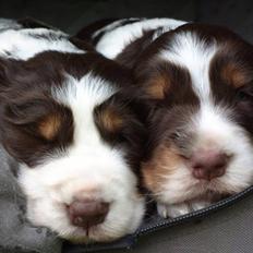 Engelsk springer spaniel Dorph Diamonds lili eliksir Molly (Molly)